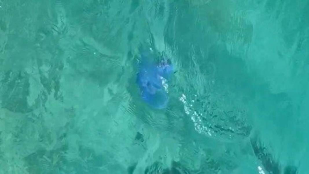 O ilimizde 'istila' sürüyor! Bütün kıyıyı ele geçirdiler, bu yıl çok artış var 16